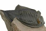 Gorgeous Zlichovaspis Trilobite - Orange Eyes #312784-1